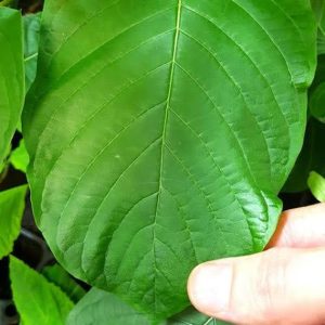 From Leaf to Cup: Navigating the Enchanting Journey of Kratom Tea