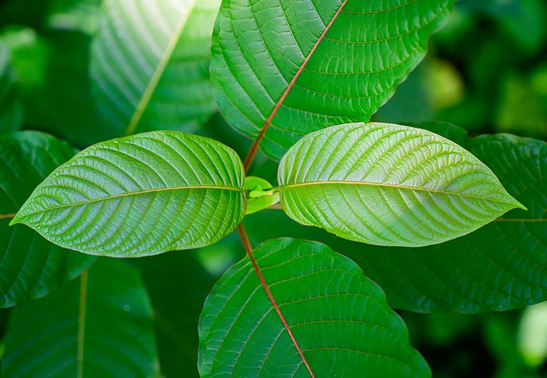 The Cultural Significance of Green Maeng Da Kratom